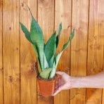 Svokrin jazyk (Sansevieria trifasciata) ´MOONSHINE´ - výška 35-40 cm , kont. C1L 